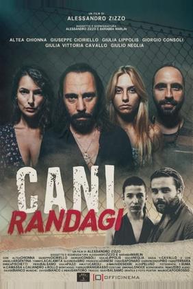 Cani randagi