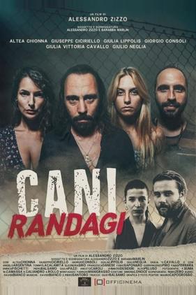 Cani randagi